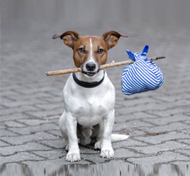 Cão abandonado